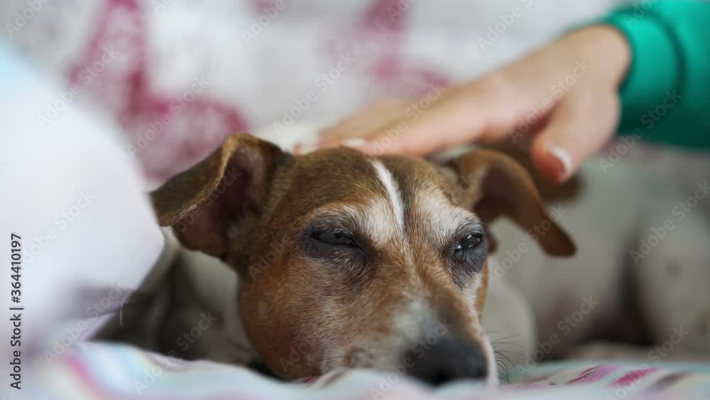 girl hand strokes cute small dog with white and brown fur head lying on coloured bed by pillow at home closeup girl hand strokes cute small dog with white and brown fur head lying on coloured bed by pillow at home closeup
