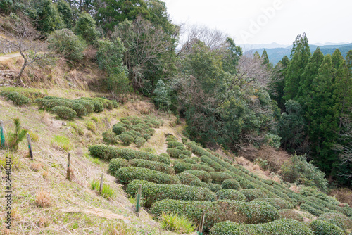 Tea plantation near Fushiogami-oji on Kumano Kodo (Nakahechi Route) in Tanabe, Wakayama, Japan. photo