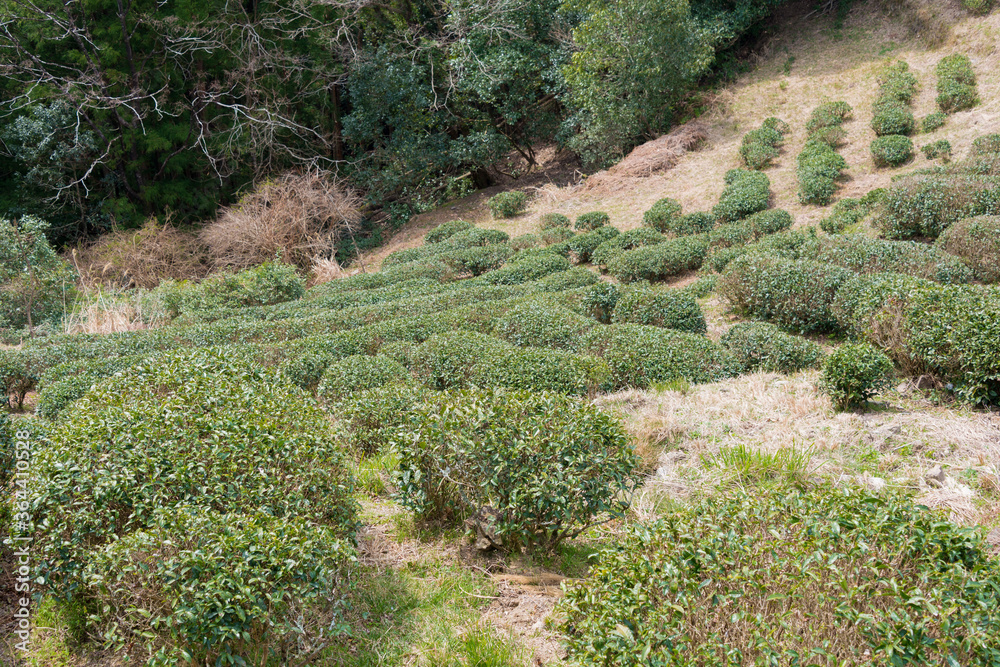 Tea plantation near Fushiogami-oji on Kumano Kodo (Nakahechi Route) in Tanabe, Wakayama, Japan.