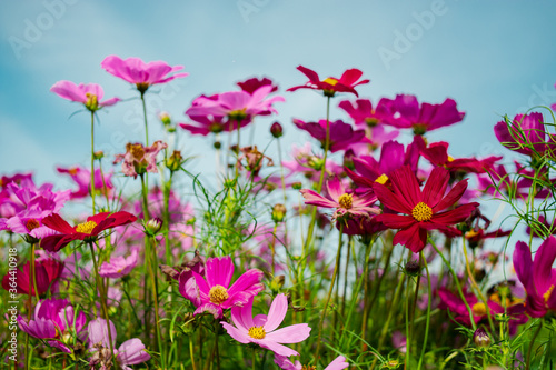 Cosmos flower field in many colors, beautiful and refreshing. © Anan