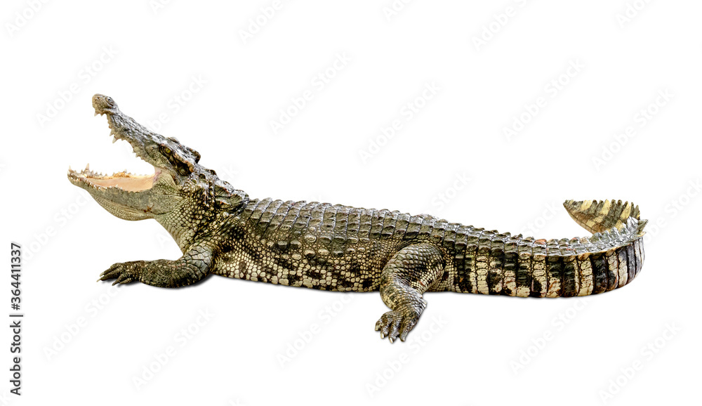crocodile isolated on white background ,include clipping path - obrazy, fototapety, plakaty 