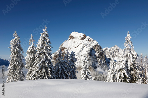 Freshly snow-covered fir trees on a beautiful winter day in Central Switzerland. In the background the mountain Grosser Mythen