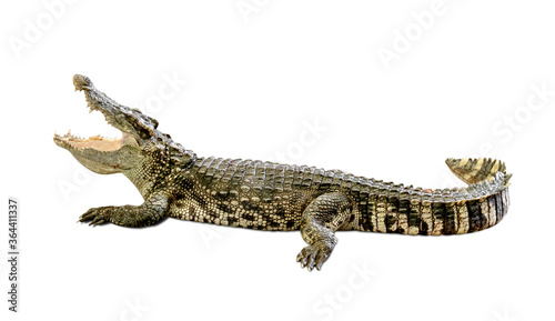 Tableau sur toile crocodile isolated on white background ,include clipping path