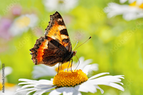 Obraz na plátně urticaria butterfly feeding on daisy flower, consuming nectar  through the probo