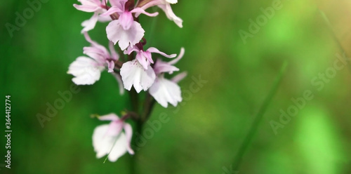 Purple flower on a background of natural vegetation  macro. Mysterious wild plant of European forests.