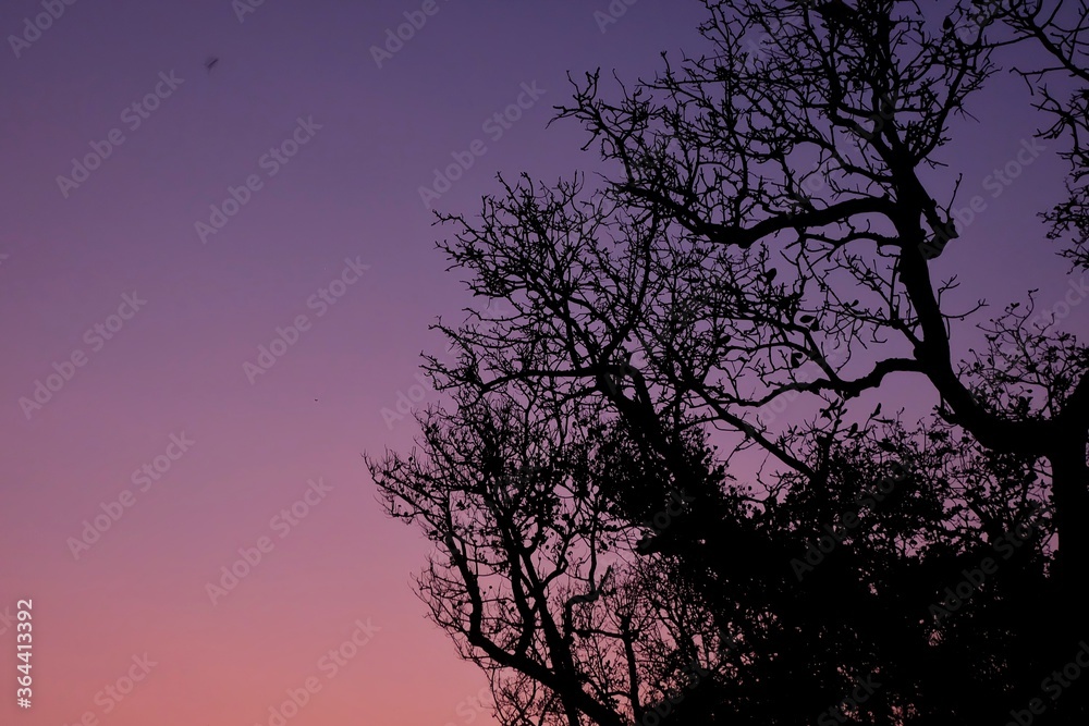 Fototapeta premium silhouette of tree