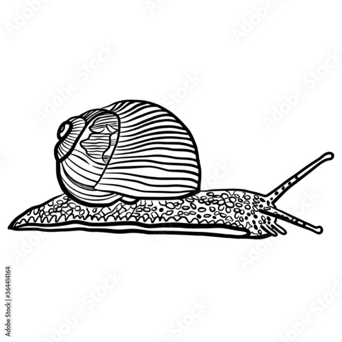 Snail with shell hand drawn vector illustration isolated on white background 