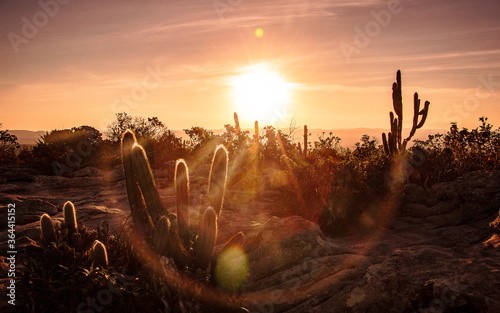 Sunset in Bahia. Desert vegetation and sunset light over beautiful natural landscape. Popular holiday and travel destination.