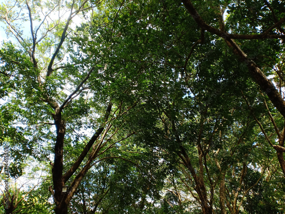 large tree branches in a city park large tree branches in a city park