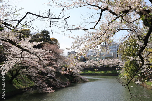 Spring  scenery around Kitanomaru Park in japan ,tokyo