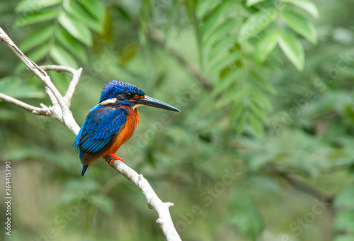 Birds that are beautiful blue in nature Blue-eared Kingfisher  © sakda
