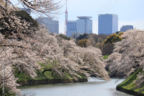 Spring  scenery around Kitanomaru Park in japan ,tokyo photo