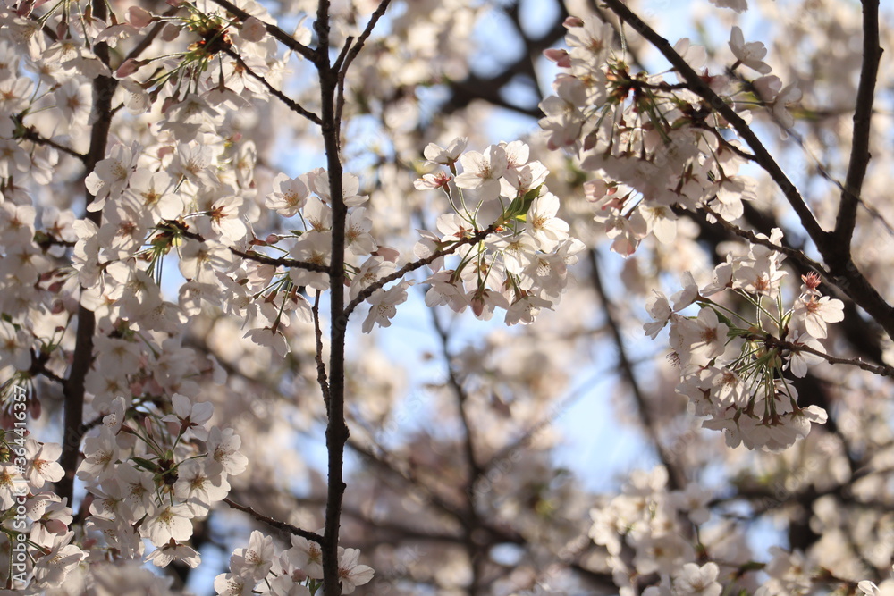 Spring scenery around Kitanomaru Park in japan ,tokyo Spring scenery around Kitanomaru Park in japan ,tokyo