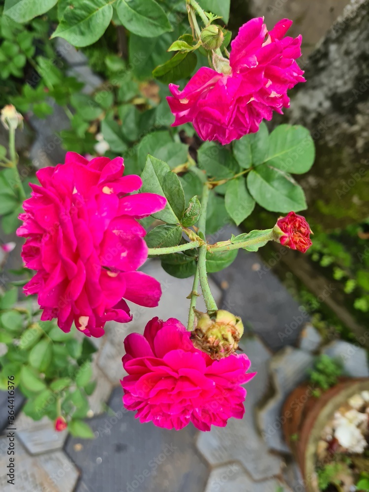 pink rose bush pink rose bush