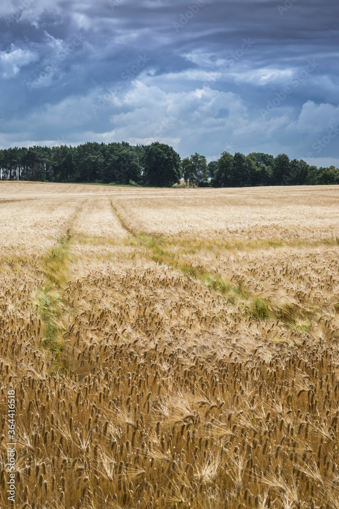 Naklejka premium wheat field with a stormy sky