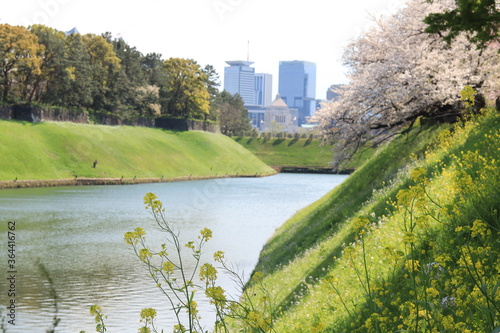 Spring  scenery around Kitanomaru Park in japan ,tokyo photo