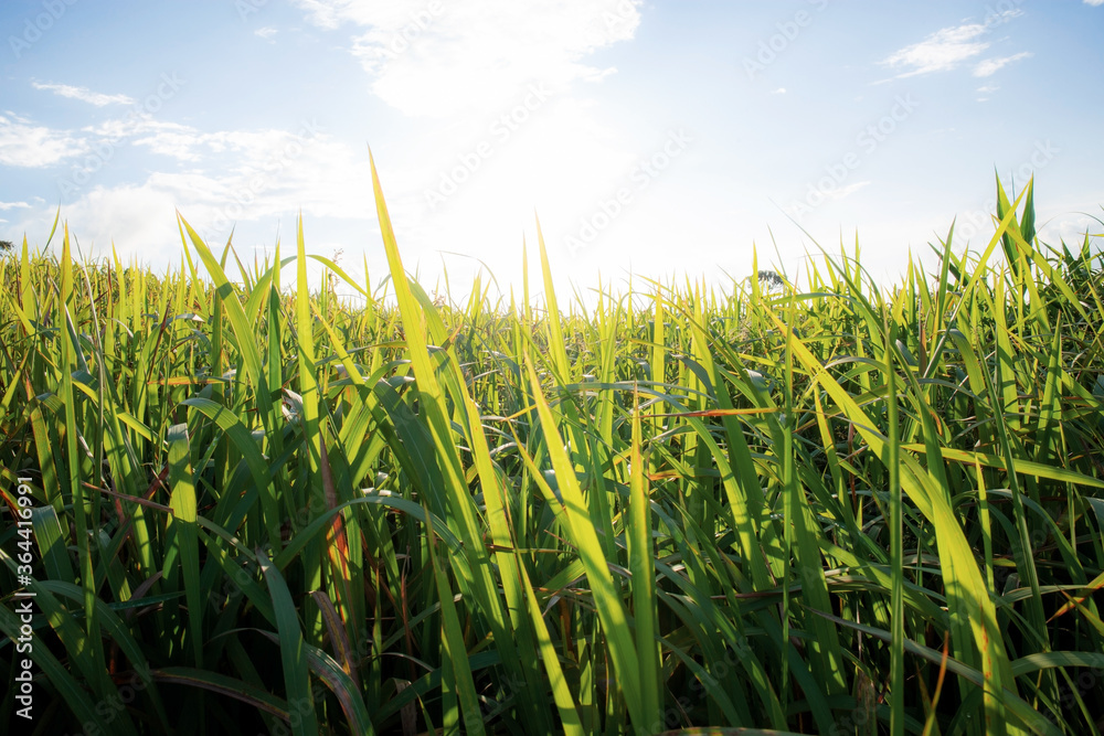 Obraz premium Green fields with morning sun.