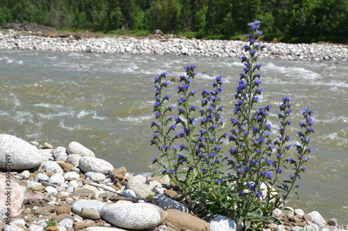 Blue fragrant flowers of Hyssopus officinalis or hyssop bush. It is used in traditional medicine due to its antiseptic, antitussive and expectorant properties. Hyssop growing on the banks of the river photo