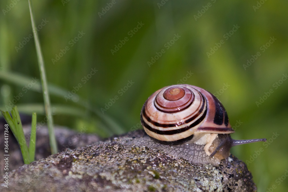 Garden banded Snail in a german garden, Grossen-Linden, Hessen, Germany Garden banded Snail in a german garden, Grossen-Linden, Hessen, Germany