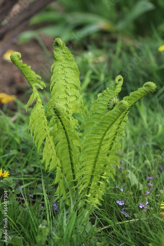 light green light green fresh fern young Bush in spring photo