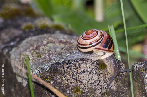 Garden banded Snail in a german garden, Grossen-Linden, Hessen, Germany