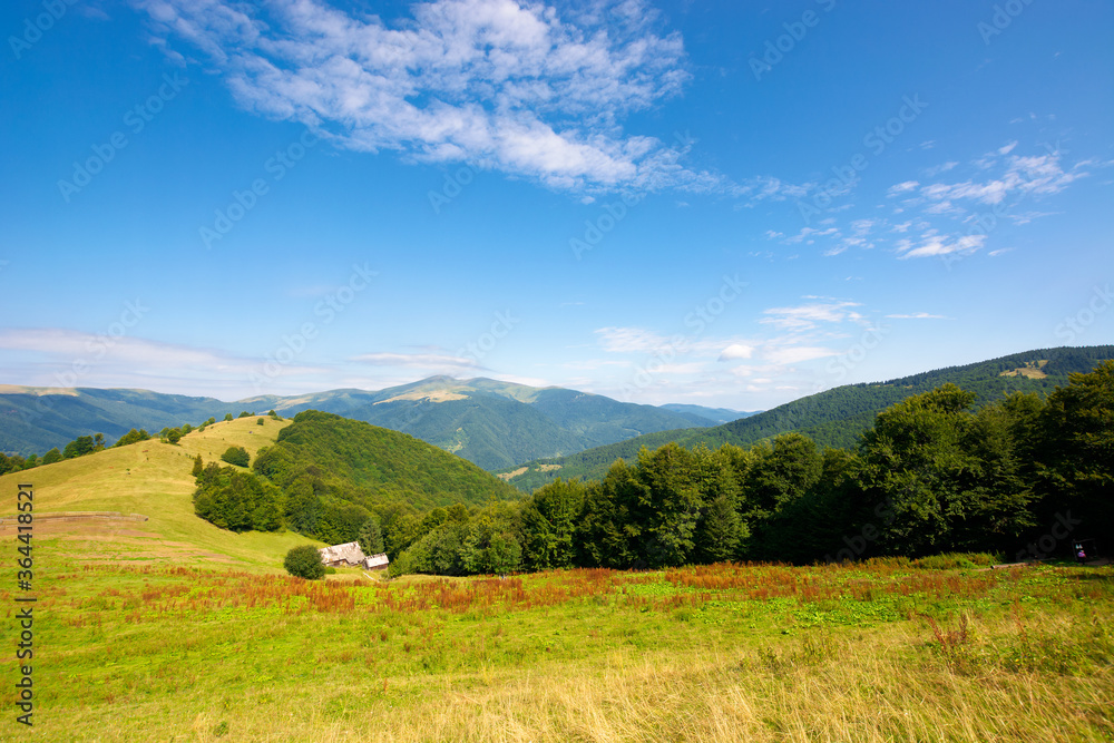 green meadow scenery on the hill. fluffy clouds on the blue sky above the distant mountain. bright summer weather. carpathian rural adventure concept green meadow scenery on the hill. fluffy clouds on the blue sky above the distant mountain. bright summer weather. carpathian rural adventure concept