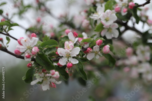 Apple blossom in spring with white pink flowers  beautiful spring time  spring Apple blossom