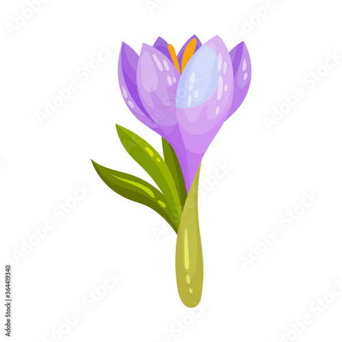 Crocus Sativus or Saffron Crocus Purple Flower on Green Stalk Vector Illustration