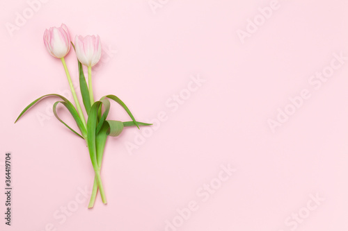 Fototapeta Naklejka Na Ścianę i Meble -  Pink tulips over pink background