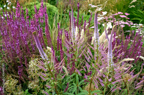 Billede på lærred the inflorescence is composed of small, lilac-pink to light purple flowers, to which long white stamens with dark purple anthers protrude from the calyx