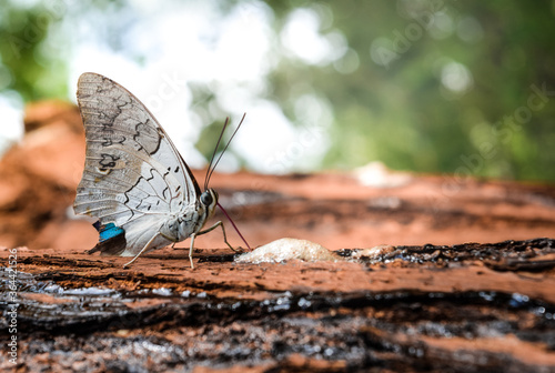 butterfly on a tree