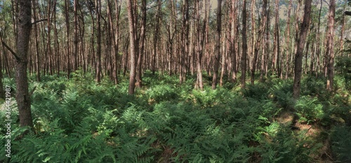 Forest with trees and verns. National Dwingelderveld. Drenthe. Netherlands. Panorama photo