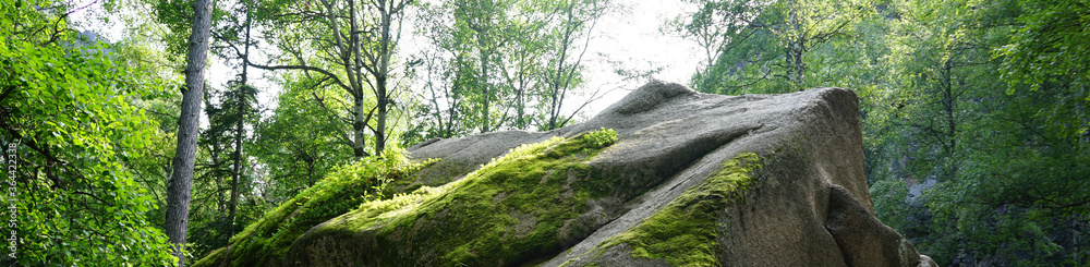 Moss on the rock. Stolby national park in Krasnoyarsk. Forest and a large stone with moss. Siberian nature landscape.