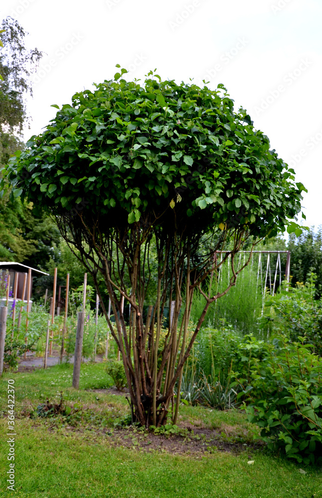 deciduous shrub with multiple trunks has the shape of an umbrella or ...
