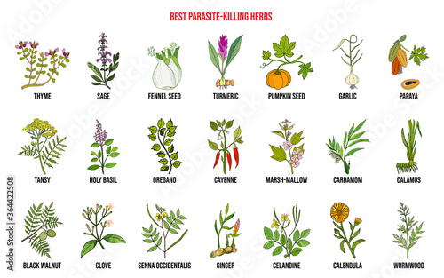 Best parasite killing herbs collection