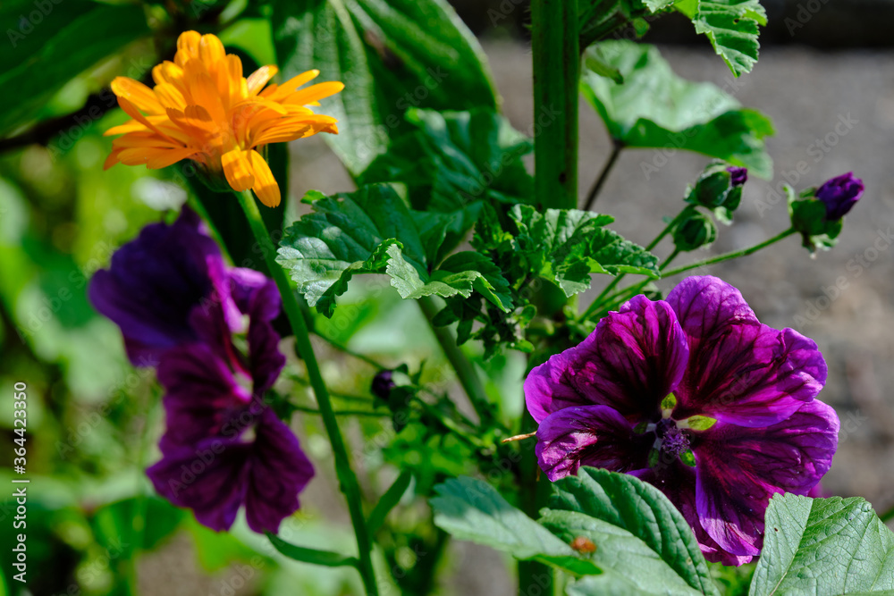 Fototapeta premium Blumenwiese im Garten, Insektenschutz