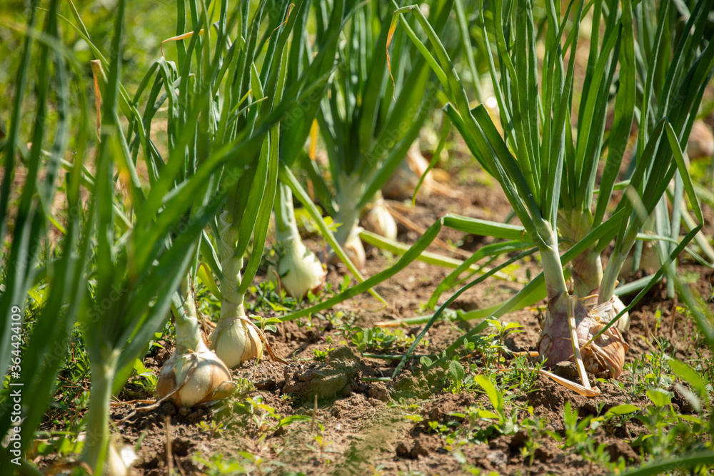 Obraz premium Zwiebelanbau auf dem Feld, ertragreiche Ernte von Speisezwiebel in der Landwirtschaft.