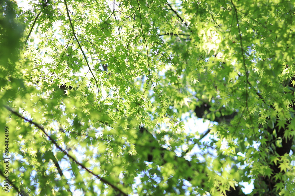 Colorful trees and flowers that signail the arrival of spring in the park,japan,tokyo Colorful trees and flowers that signail the arrival of spring in the park,japan,tokyo