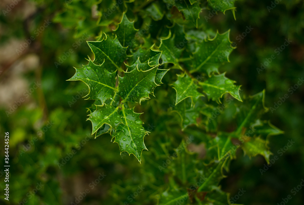 green maple leaves green maple leaves