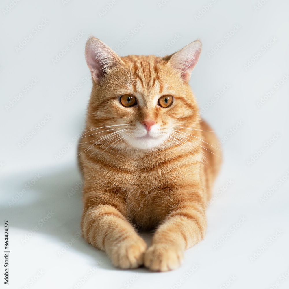 Orange cat. Portrait of tabby ginger cat over white background. Adorable pet posing at studio. Cute domestic animal.