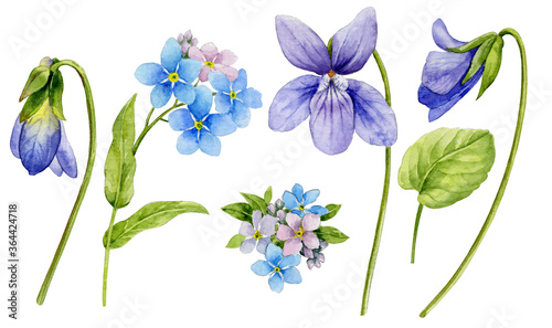 Watercolor illustration. A set of spring flowers. Forget-me-nots and forest violets with leaves on a white background.
