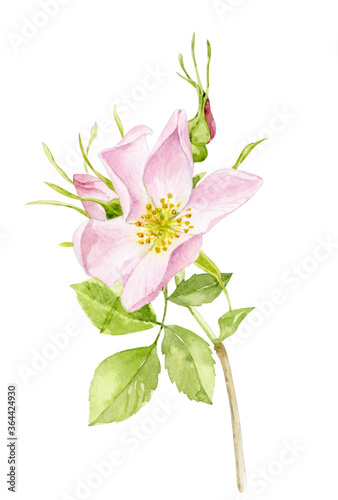 Watercolor illustration. Delicate rosehip flower in pink color.