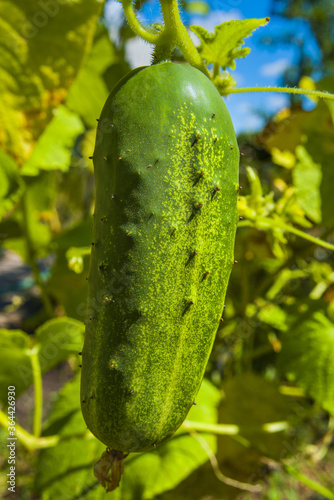 Cucumber on branch outdoors