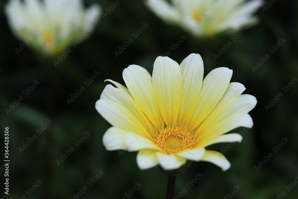 Colorful trees and flowers that signail the arrival of spring in the park,japan,tokyo Colorful trees and flowers that signail the arrival of spring in the park,japan,tokyo
