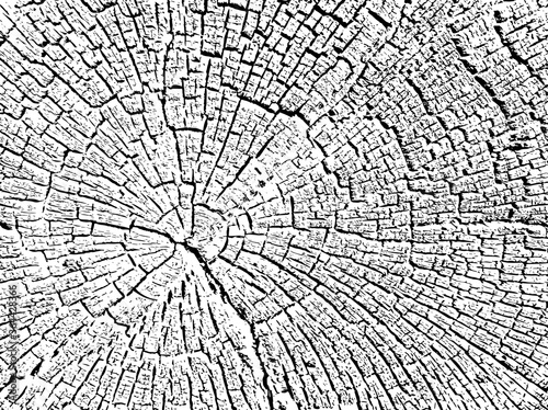  Structure of cracks of wood  vector background, Fragment of an old tree with a knot. texture burned tree