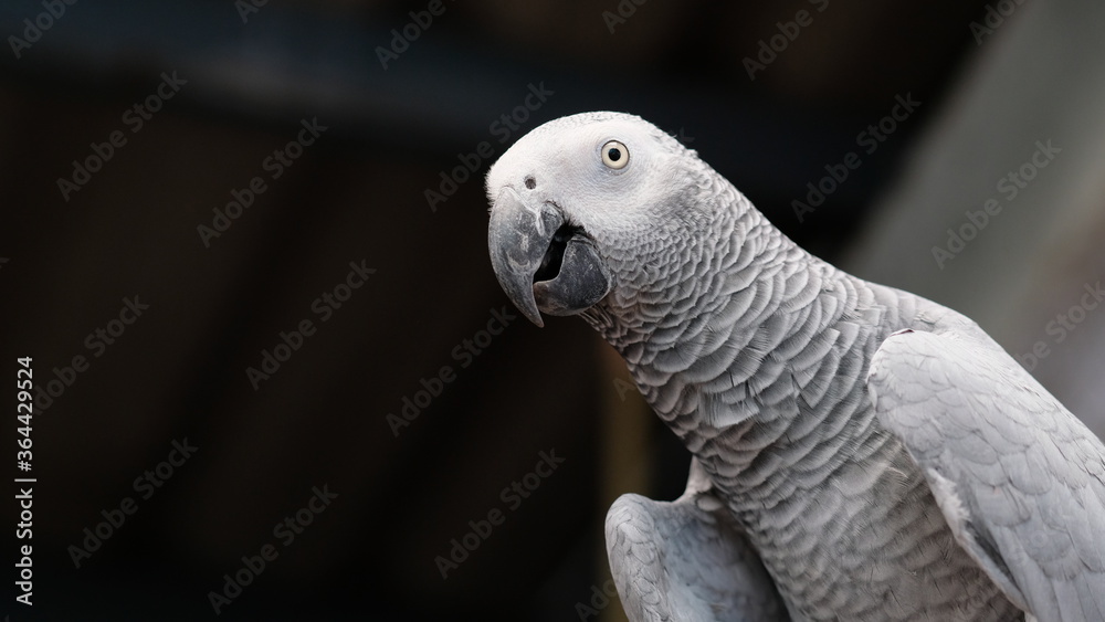 Fototapeta premium the gray bird looking to you