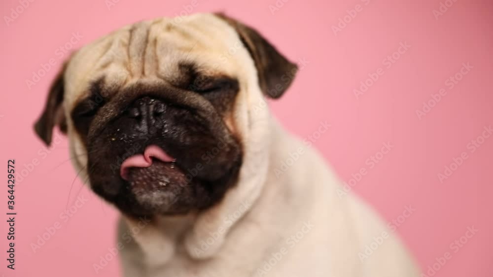adorable young mops dog with fawn fur sitting against pink background and licking his mouth adorable young mops dog with fawn fur sitting against pink background and licking his mouth