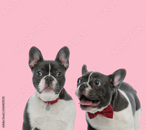 team of two french bulldogs wearing collar and bowtie