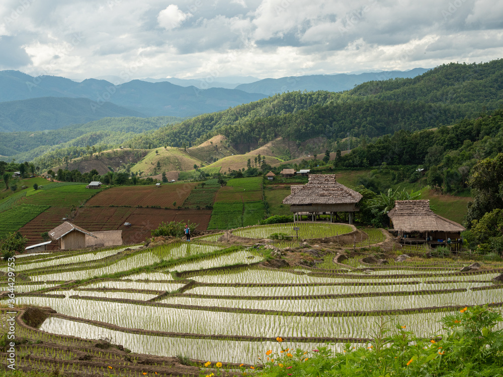 The rice field or paddy field on the mountain at Pa Bong Piang village, Chiang Mai, Thailand
