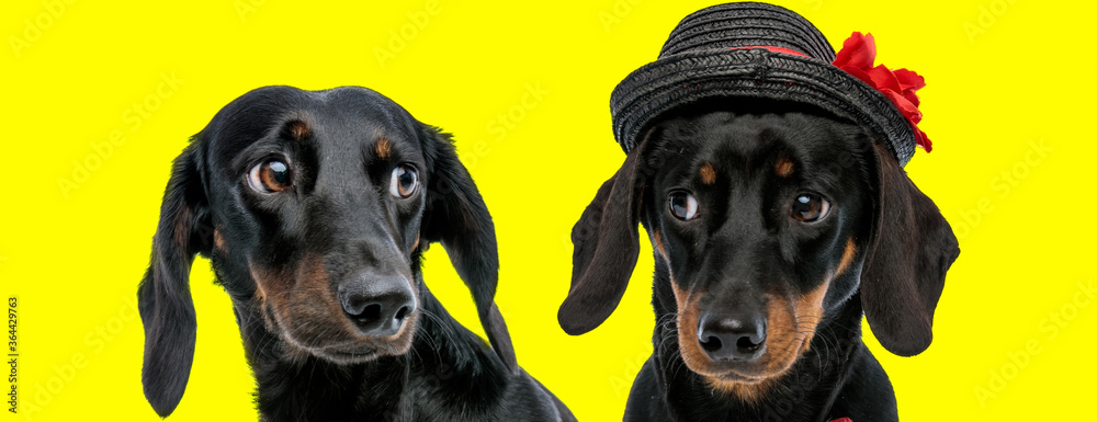 Fototapeta Two Teckel puppies looking at each other, one wearing hat